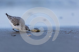 A Sanderling on the beach