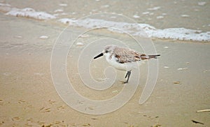 Sanderling on beach photo