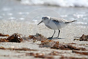 Sanderling on the beach photo