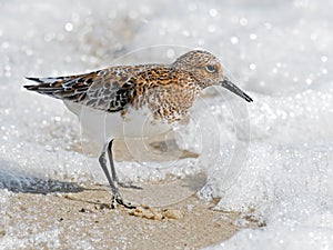 Sanderling on Beach