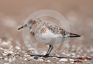 Sanderling photo