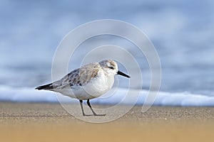 Sanderling bird, Calidris alba, wader bird in the nature habitat. Animal on the ocean coast on the sandy beach, beautiful bird