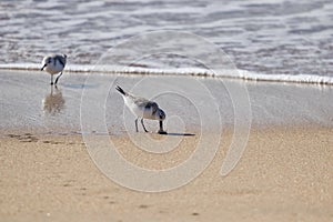 Sanderling birds on the shoreline eating sand crabs