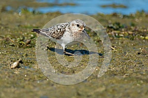 Sanderling - Calidris alba