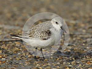 Sanderling, Calidris alba photo