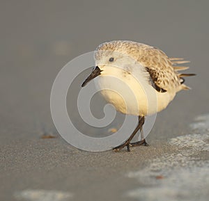 Sanderling, Calidris alba