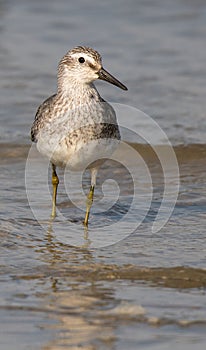 The sanderling Calidris alba