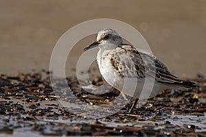 Sanderling, Calidris alba,