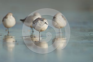 Sanderling ( calidris alba )