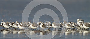 Sanderling ( calidris alba )