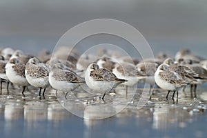 Sanderling ( calidris alba )