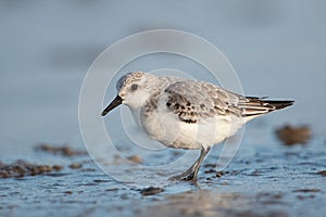 Sanderling, Calidris alba