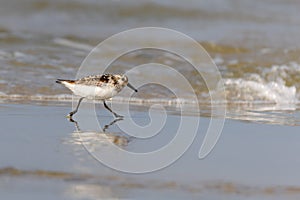 Sanderling (Calidris alba)