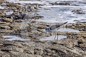 Sanderling (Calidris alba