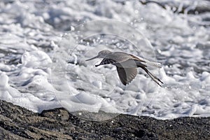 Sanderling (Calidris alba