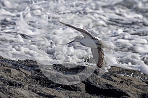 Sanderling (Calidris alba