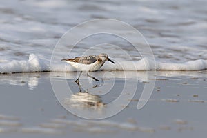 Sanderling (Calidris alba