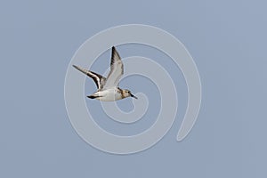 Sanderling (Calidris alba