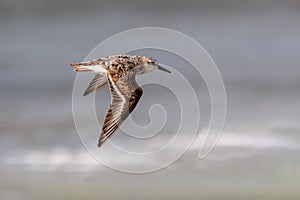 Sanderling (Calidris alba