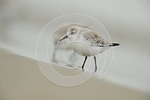 Sanderling (Calidris alba)