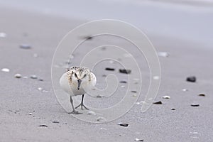 Sanderling Calidris alba in autumn