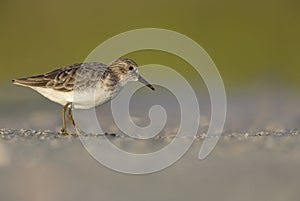 Sanderling Calidris alba foraging on Florida beach.