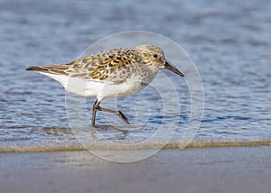 Sanderling Calidris alba foraging on the shore