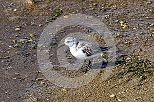 A sanderling, Calidris alba looking for food in a beach at Quinta do Lago, Ria Formosa in Portugal