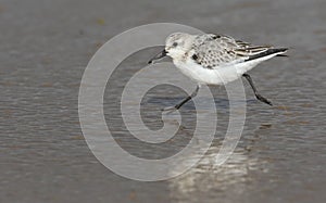 A Sanderling (Calidris alba) running on the beach.