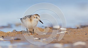 Sanderling - Calidris alba - at the sea shore