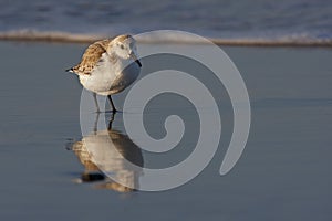 Sanderling (Calidris alba) standing in surf