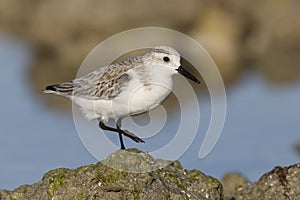 Sanderling Calidris alba in winter plumage