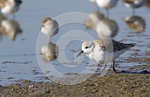 Sanderling (Calidris alba) in winter plumage foraging on the ocean coast.