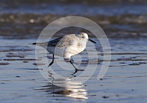 Sanderling (Calidris alba) in winter plumage running on the ocean coast.