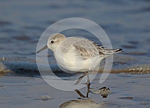 Sanderling photo