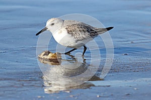 Sanderling with a Crab Shell