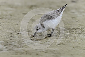 Sanderling, crystal river