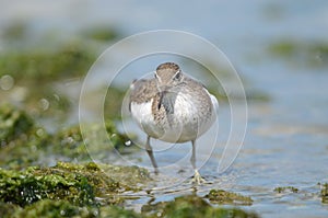 Sanderling in denmark