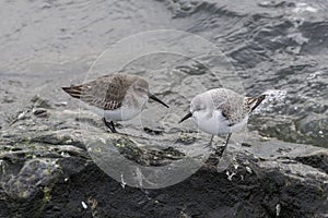 Sanderling and dunlin shorebird