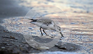 Sanderling Feeding At Dusk photo