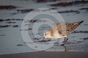 Sanderling Feeding on Seashore