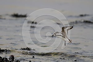 Sanderling in flight over a rocky beach