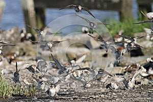 Sanderling Flock Coming in for a Landing