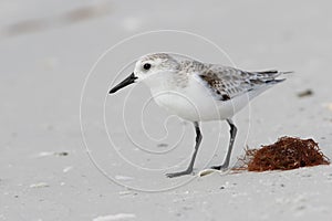 Sanderling foraging on a beach in fall - Florida