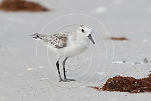 Sanderling foraging on a Florida beach in fall