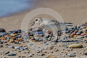 Sanderling foraging on a gravely beach photo