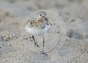 Sanderling foraging on a Lake Huron beach