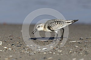Sanderling foraging on a Lake Huron beach in autumn