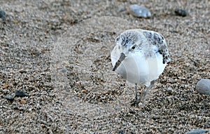 Sanderling looking for food on UK east coast beach.