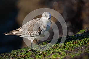 Sanderling on Mossy Rock